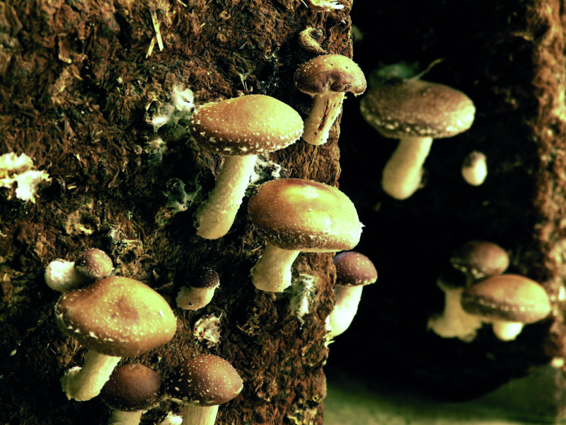 Inside the Loire Valley’s underground mushroom caves