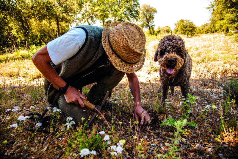 Provence’s summer truffle is on the rise