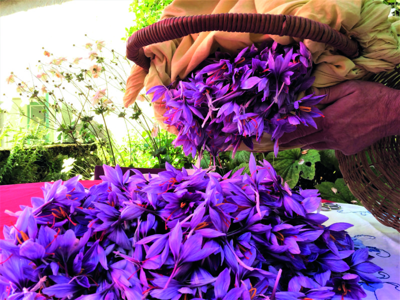 Red gold: reviving the ancient craft of saffron-growing in Tarn