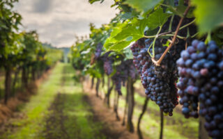 Taste test: Beaujolais
