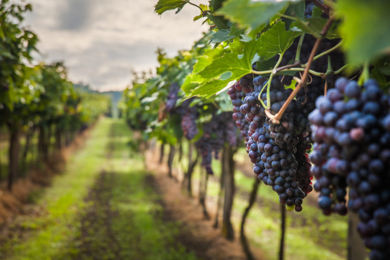 Taste test: Beaujolais