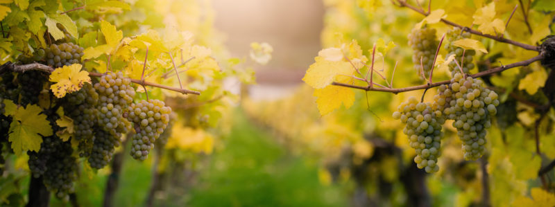 Taste test: white Burgundy