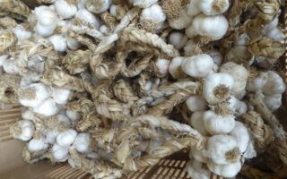 Don’t miss… garlic weaving in Arleux