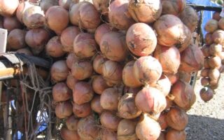 Head to the Roscoff Onion Festival this weekend