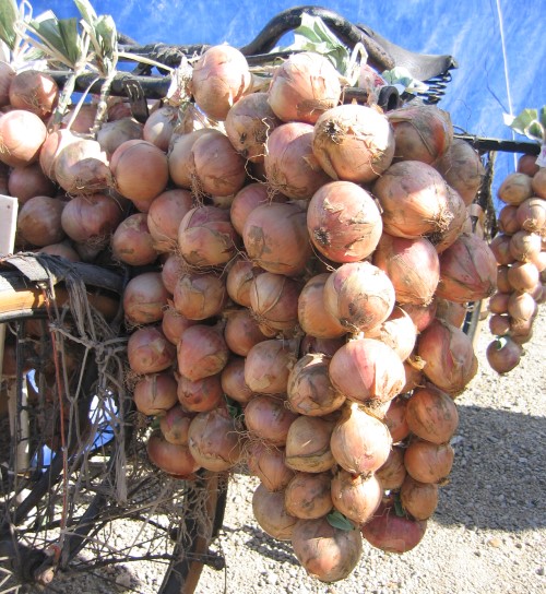 Head to the Roscoff Onion Festival this weekend