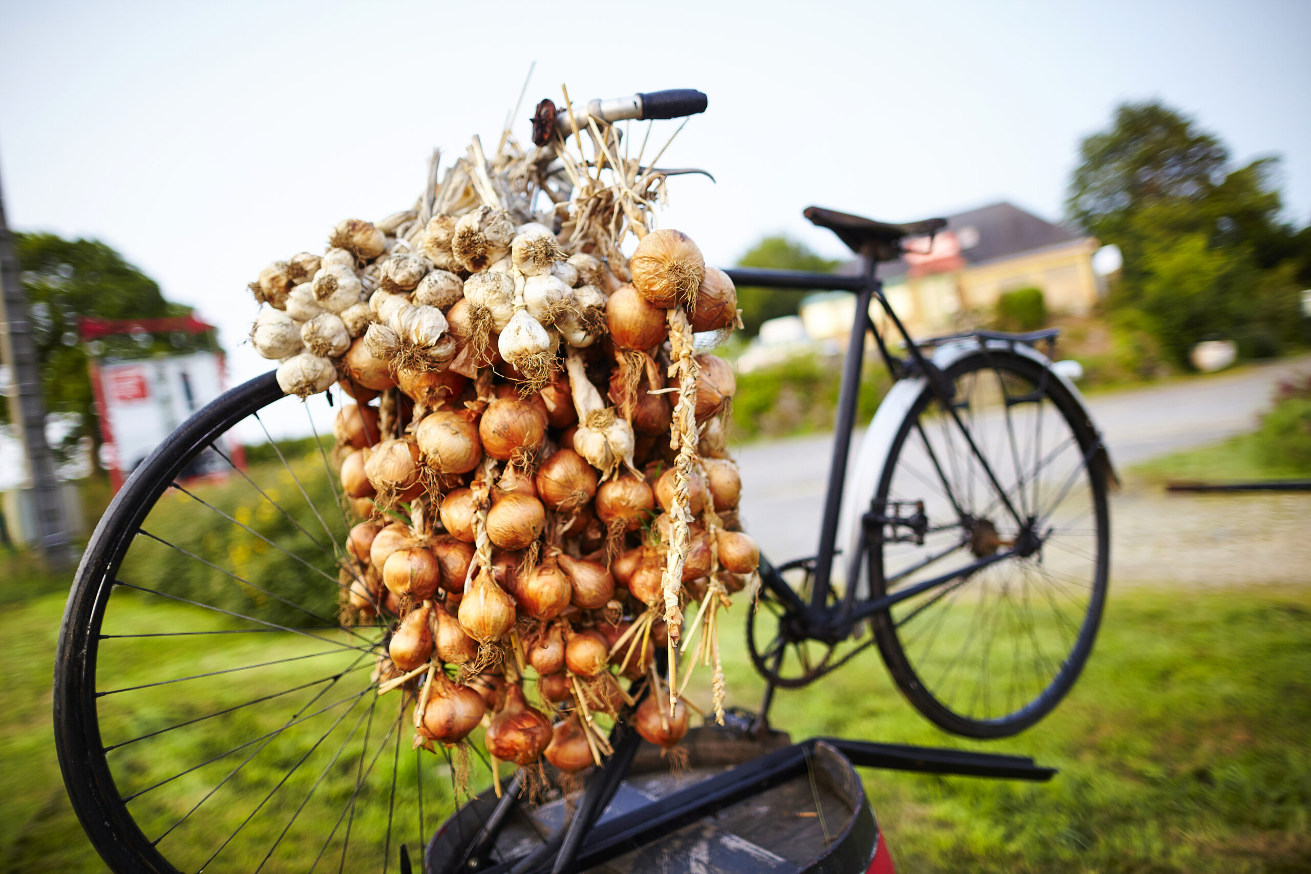 Roscoff: a taste of Pink Onion