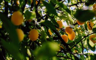 Don’t miss… the Mirabelle Plum Festival