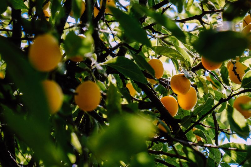 Don’t miss… the Mirabelle Plum Festival