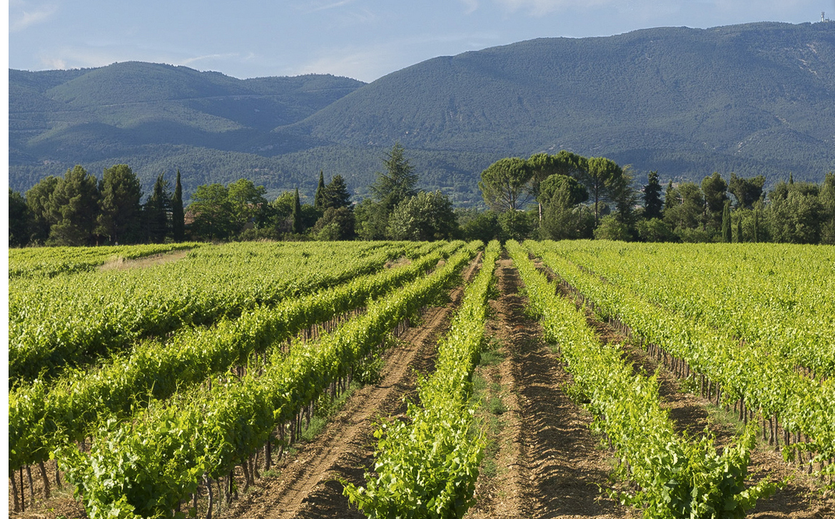 Roséfine rosé is the perfect wine for summer