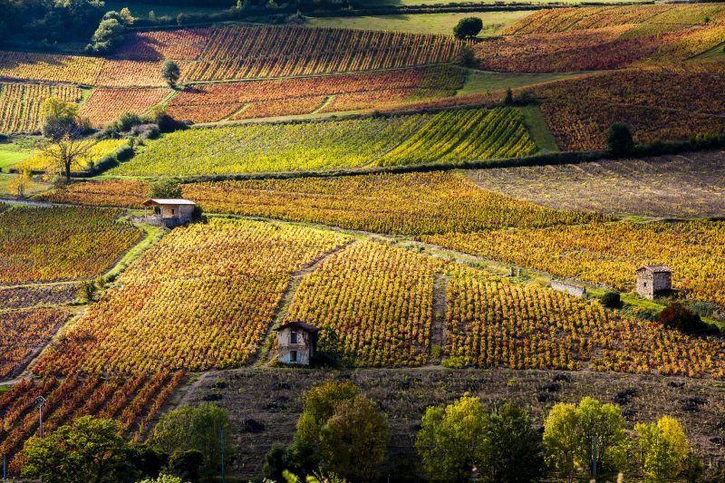 Taste test… Louis Jadot Mâcon Villages