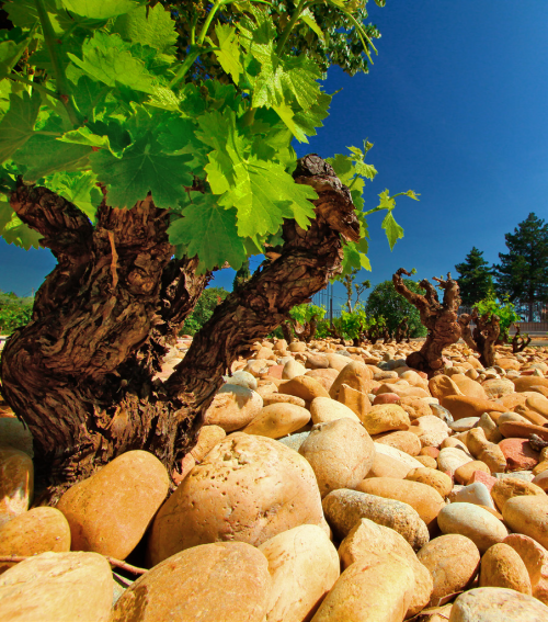 the Rhone river with its unique round white pebbles and the famous Mistral wind make it a terroir so very special