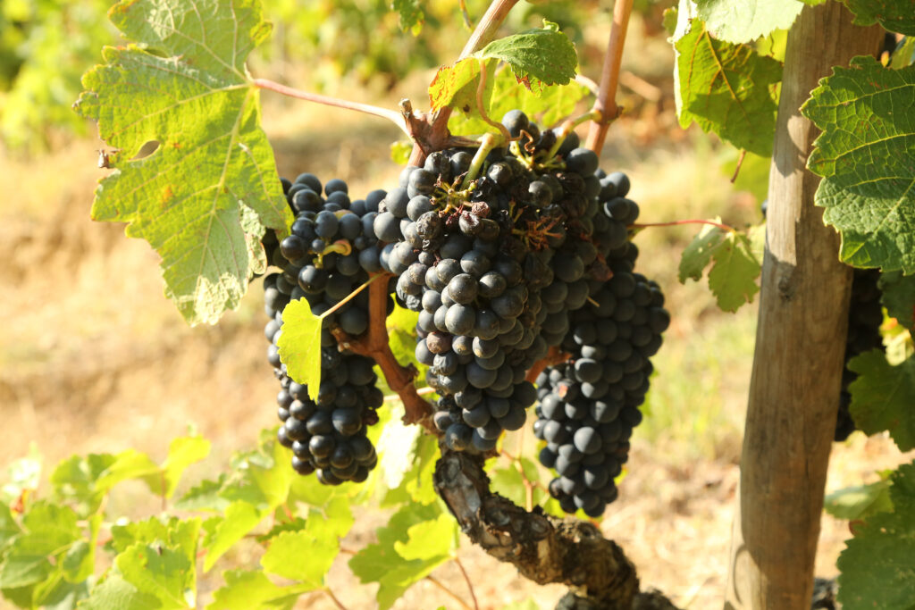 Grapes from the vineyard