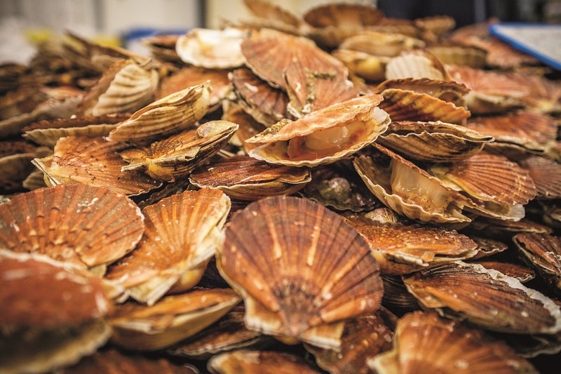 Clams