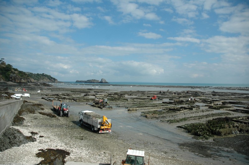 Cancale oysters win UNESCO recognition