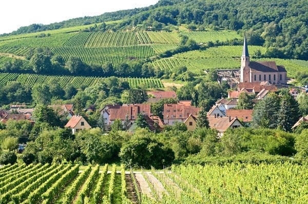 vineyard