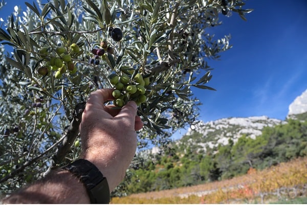 Olives on the branch