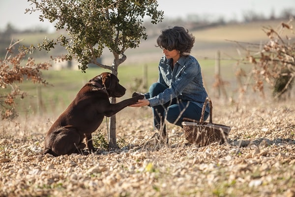 Dogs hunting for truffles