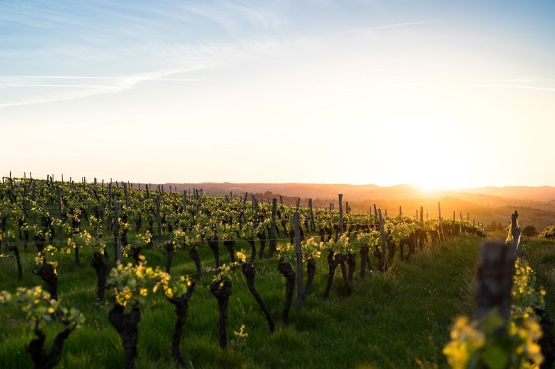 Occitanie vineyard in France
