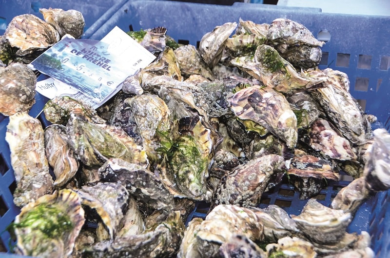 Oysters