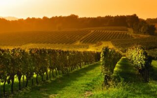 Women in wine: meet the pioneers in Bordeaux and Burgundy