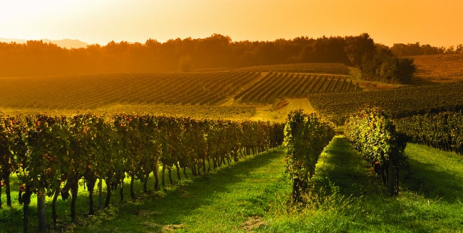 Women in wine: meet the pioneers in Bordeaux and Burgundy