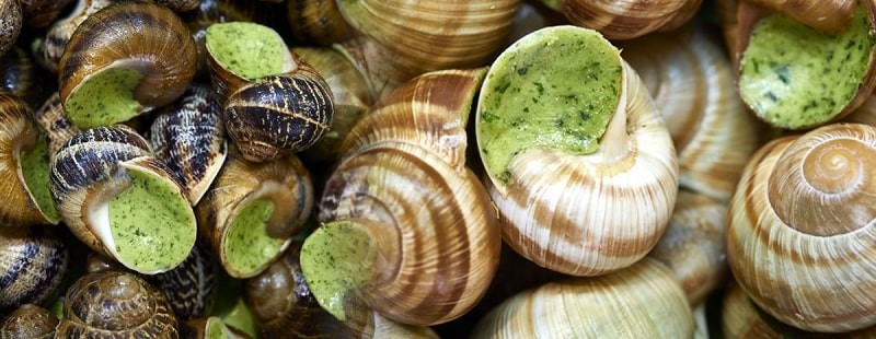 Snails by Mme Aubriet