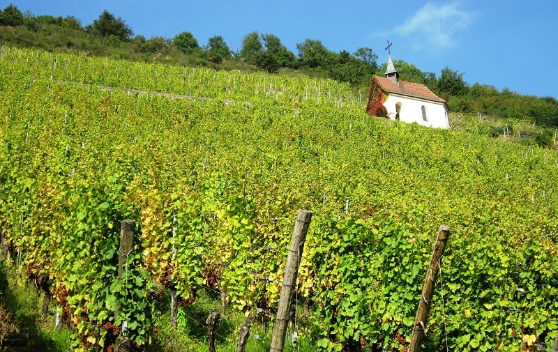 How a London hairdresser became an award-winning winemaker in France