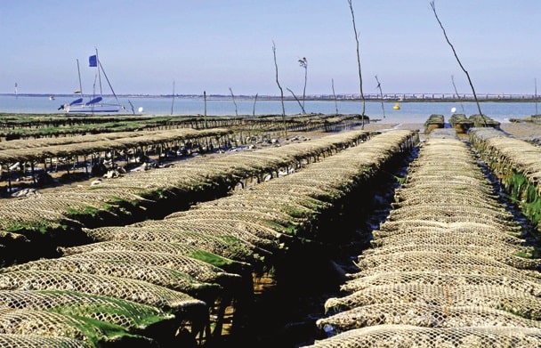 Oyster farm