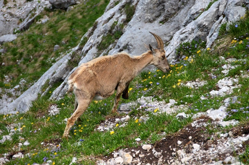 Cheesewire… Chevrotin des Aravis