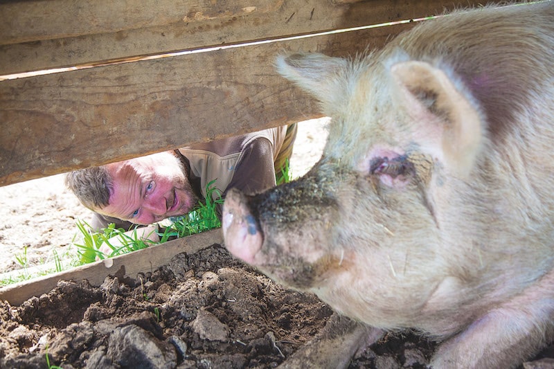 One of the pigs in the farm