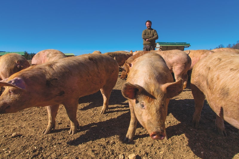 Stress-free pigs: All about Porc du Ventoux