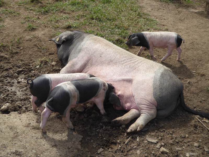Pigs feeding