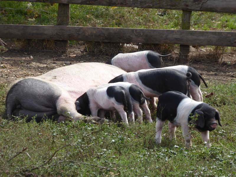 Pigs grazing