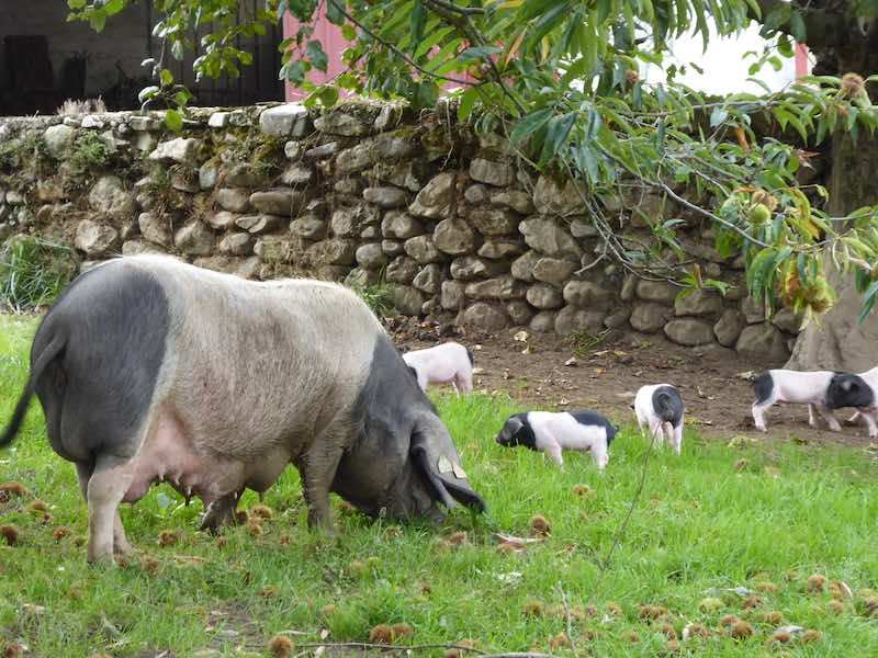 Pigs in the field