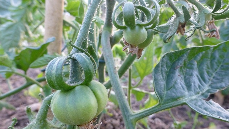 10 things you didn’t know about tomatoes