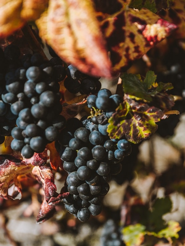 Royal champagne grapes