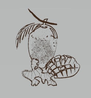 Mango drawing