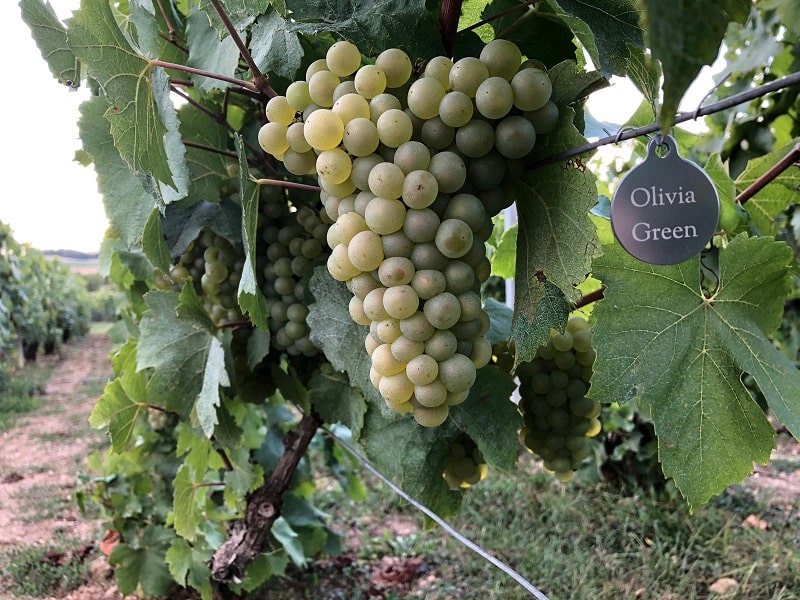 Grapes from the vineyard in france