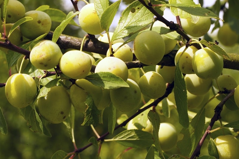 Eat seasonally: what to buy in France in August