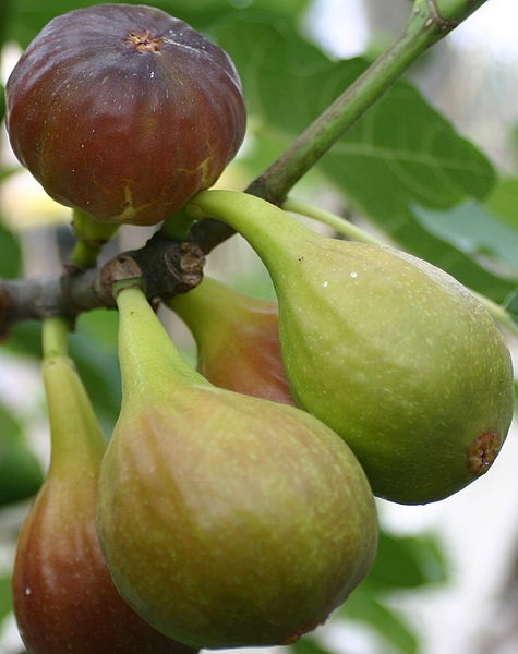 Eat seasonally: Foods in season in France in September