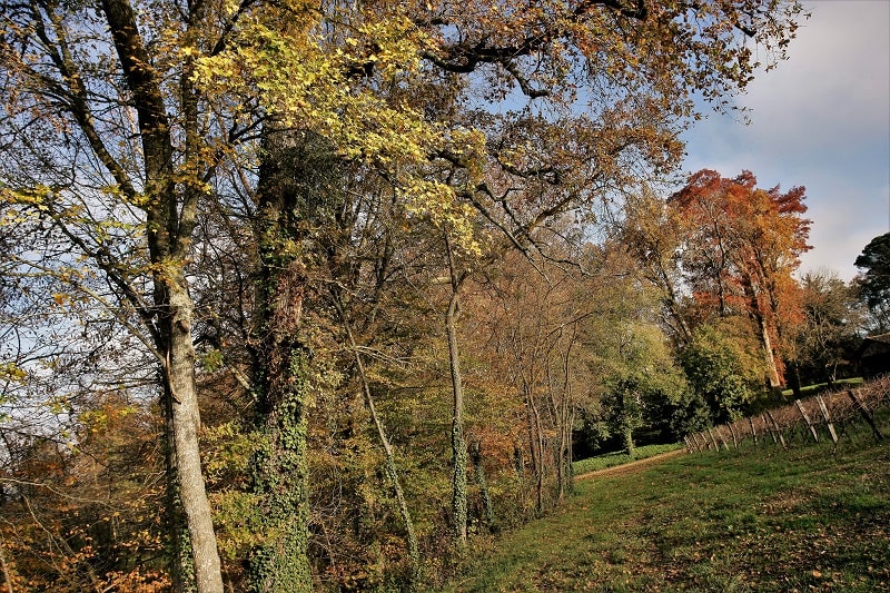 Taste test: Baron de Sigognac 10-year-old Armagnac