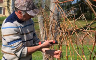 The Baron’s Blog: January and the year’s work begins in earnest at Château de Bordeneuve…