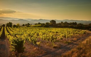 Live tours from the Domaine Jones vineyard