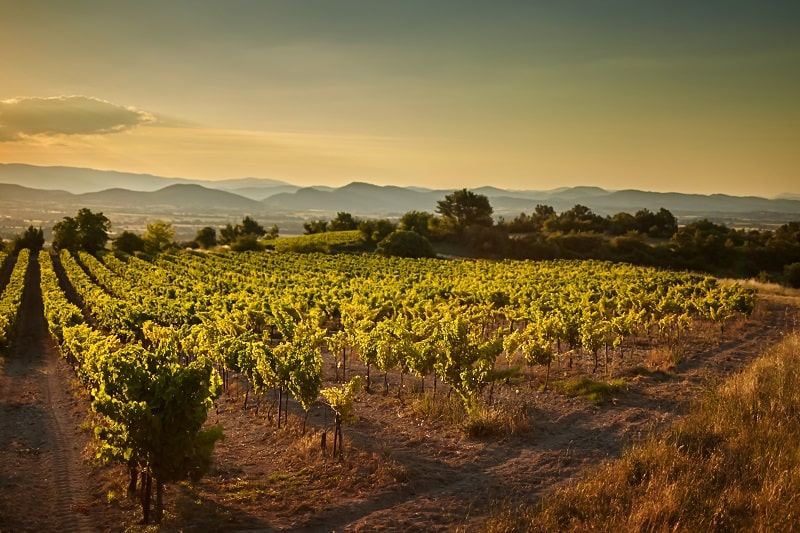 Live tours from the Domaine Jones vineyard