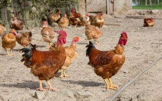 Eat seasonally: What’s in season in France in January?