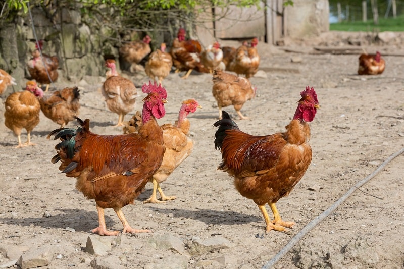 Eat seasonally: What’s in season in France in January?