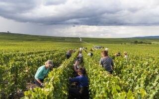 Five great wines made by women to mark International Women’s Day