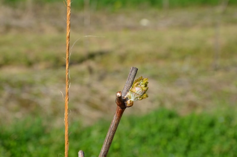 Binding the vine shoots