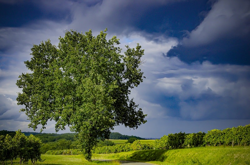 Armagnac: an age-old tradition that moves with the times