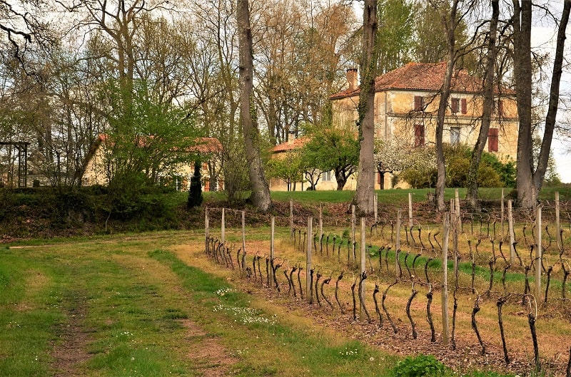 The Baron’s Blog: spring is the time for binding shoots at Château de Bordeneuve